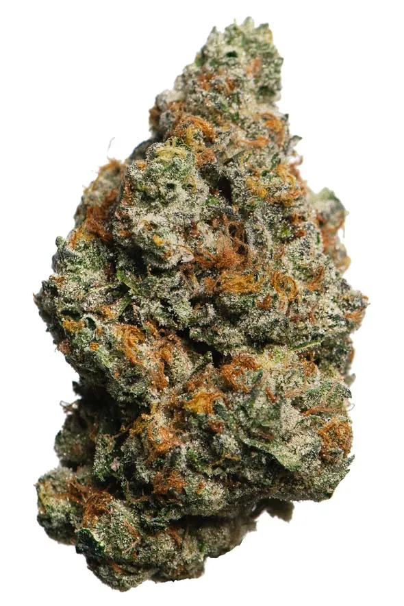 BISCOTTI STRAIN