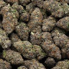 GELATO STRAIN